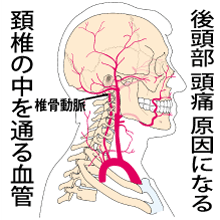 頚椎の中を通る血管