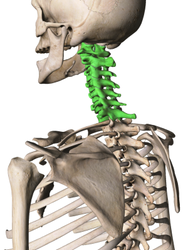 頚椎、背骨を中心に体のバランスを整える