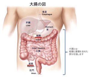 大腸の図
