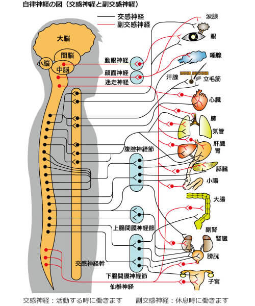 自律神経の図（交感神経と副交感神経）