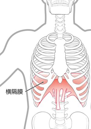 横隔膜