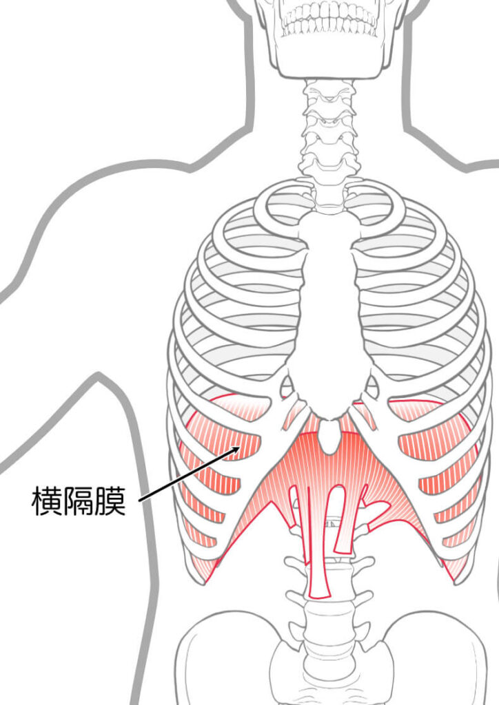 横隔膜