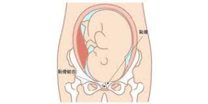 恥骨　妊娠後期